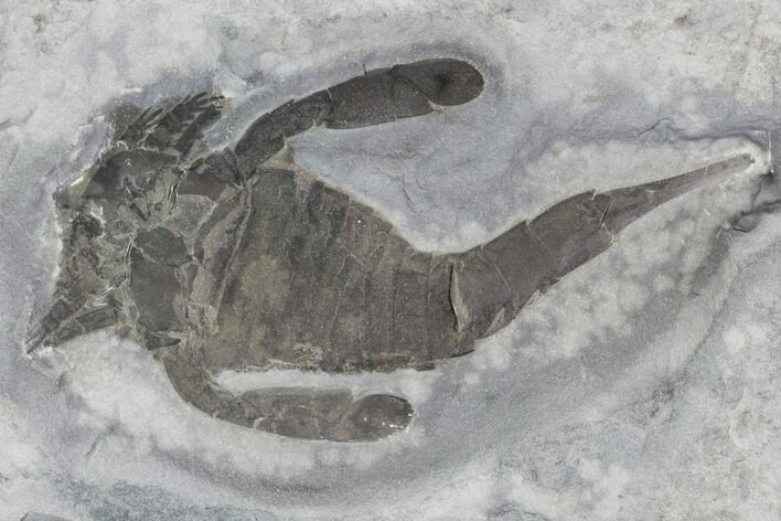 Eurypterus (Sea Scorpion) Fossil - New York #86881
